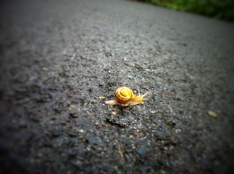 Snail Crossing photo by Chris Molitor